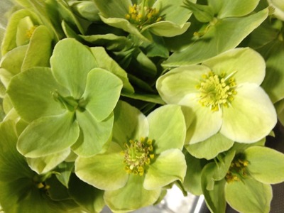 545156_173588662762218_100003332577951_255722_261339738_n