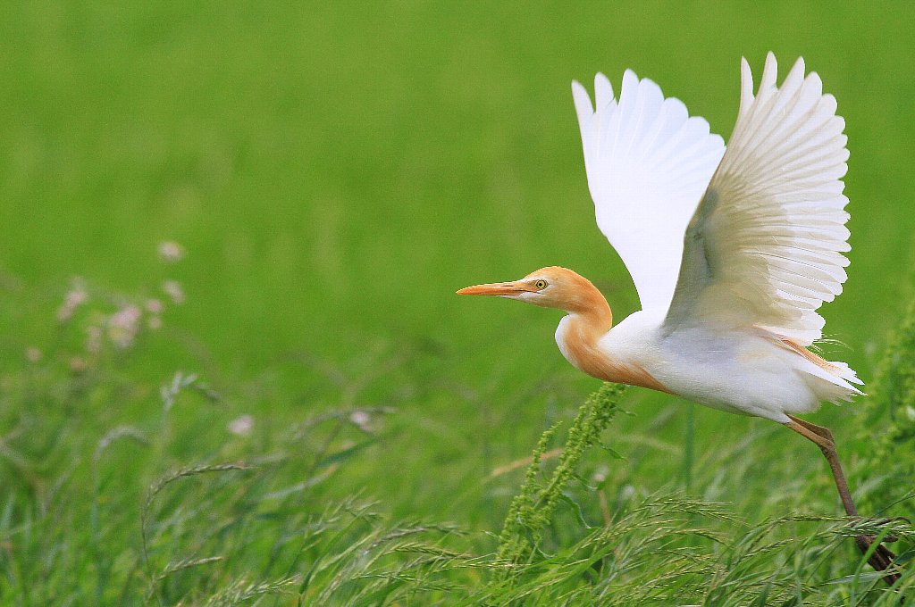 愉快な鳥撮記! : アマサギ夏羽!