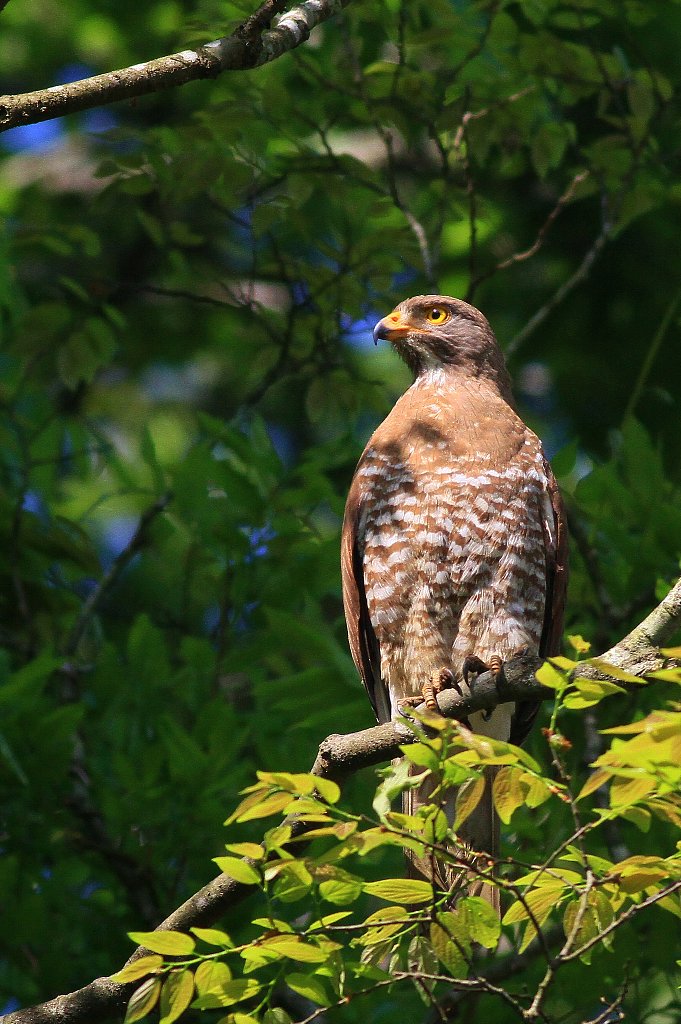愉快な鳥撮記! : サシバ残りもの…。