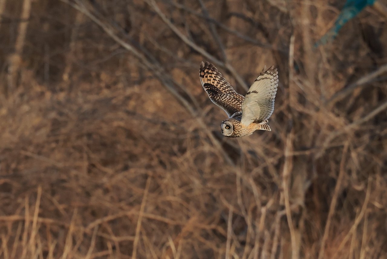 愉快な鳥撮記 コミミ３回目