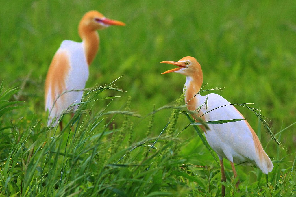 愉快な鳥撮記! : アマサギ夏羽!