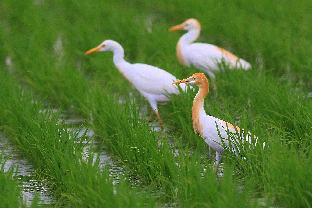 愉快な鳥撮記! : アマサギ夏羽!