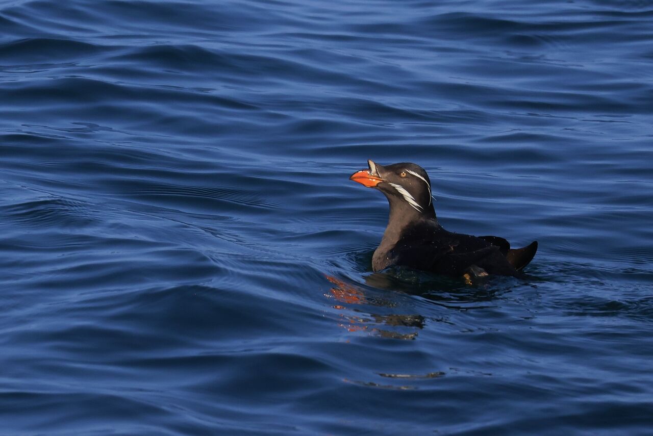 うみのとり 道東の鳥たち6…ウトウ！ : 愉快な鳥撮記！