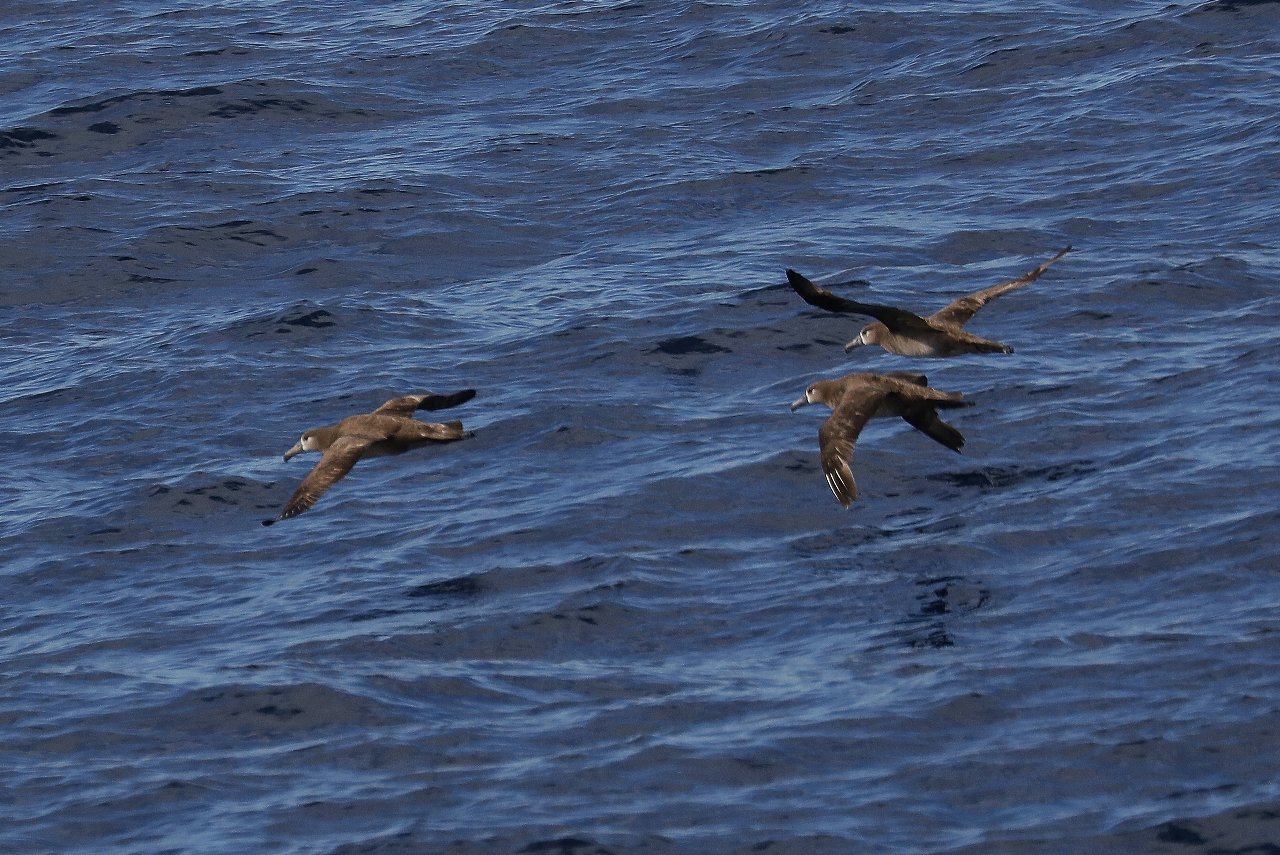 愉快な鳥撮記 海鳥