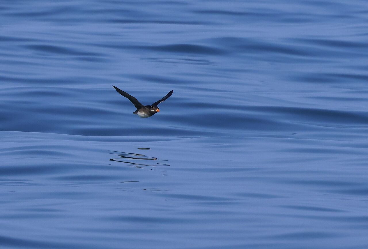 道東の鳥たち6…ウトウ！ : 愉快な鳥撮記！