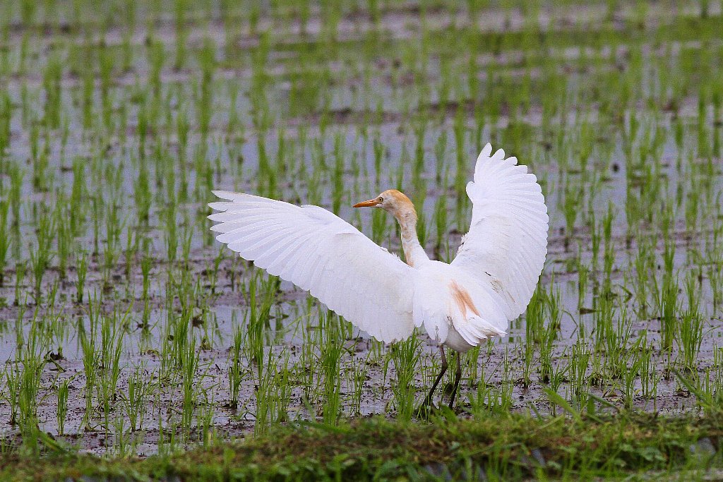 愉快な鳥撮記! : 田んぼの緑に映えるアマサギ!