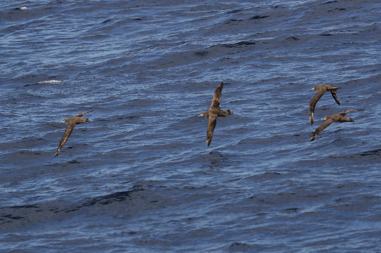 愉快な鳥撮記 海鳥