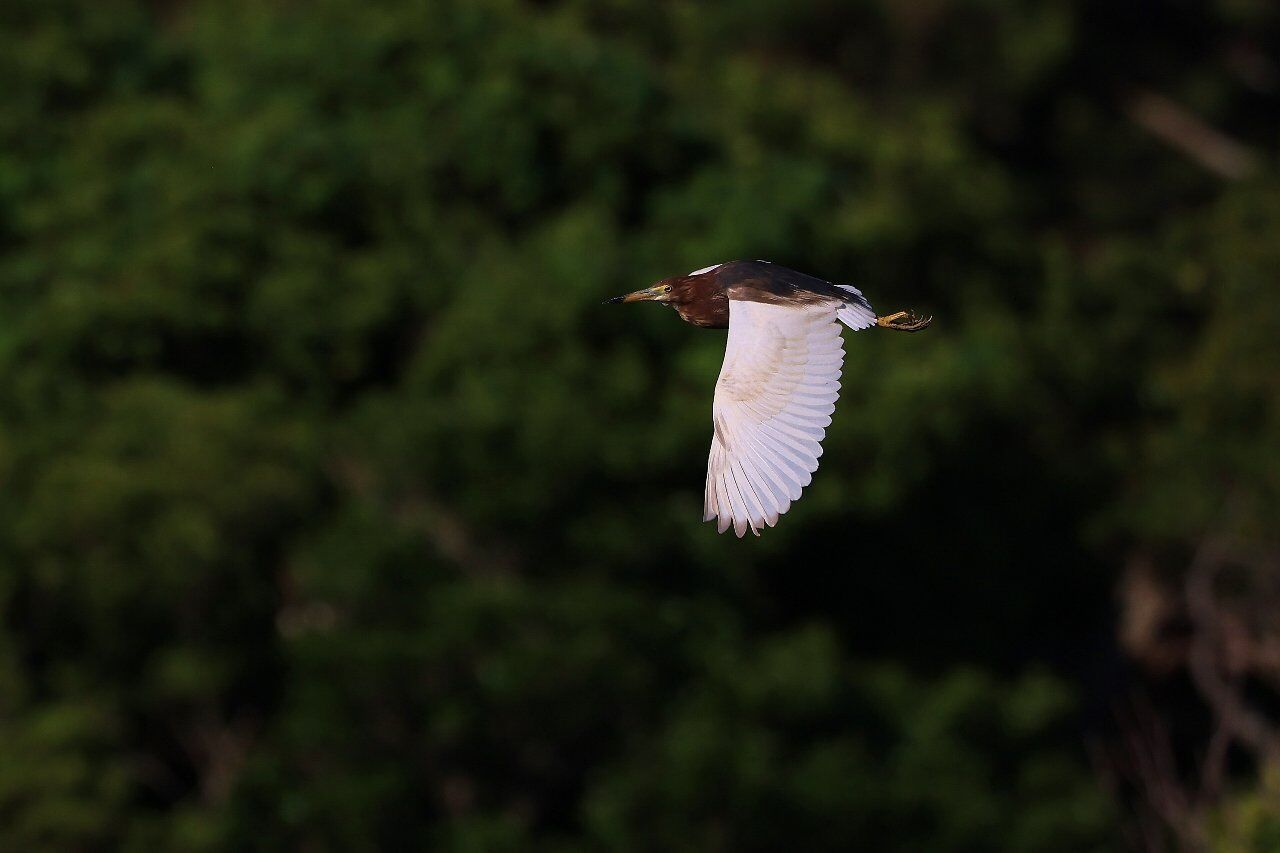 愉快な鳥撮記 対馬の鳥たち22 アカガシラサギ