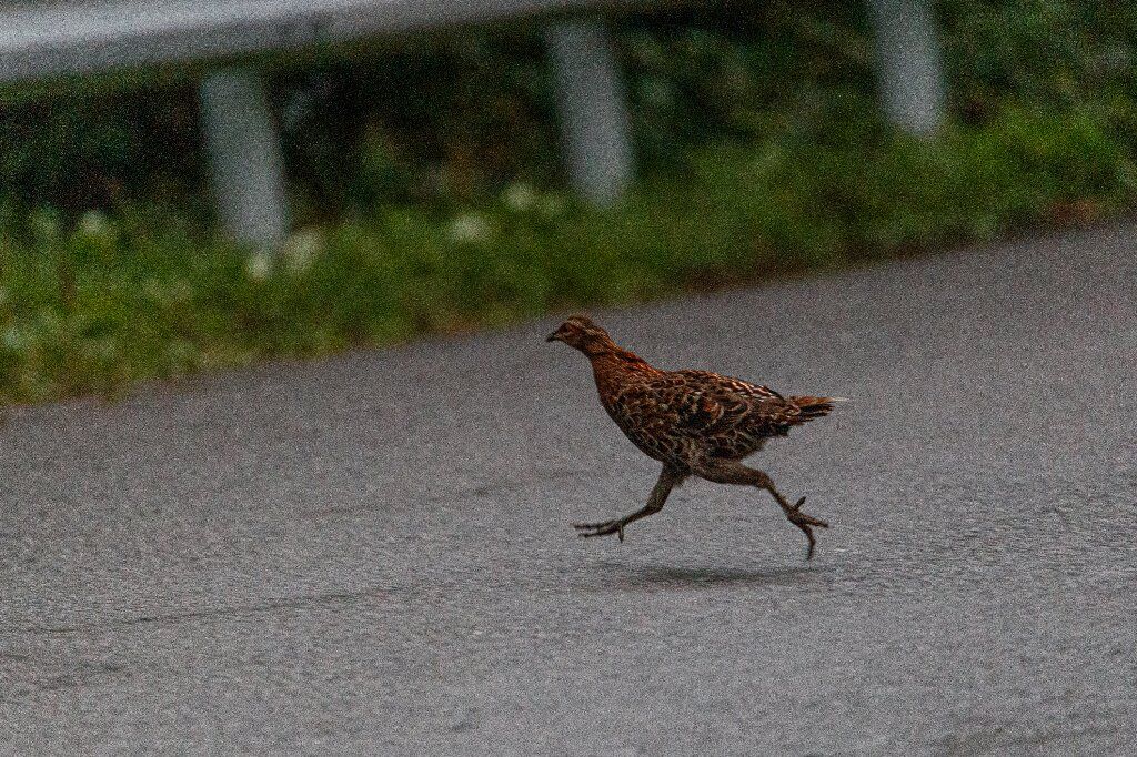 愉快な鳥撮記 信州でもヤマドリ 幼鳥ですが