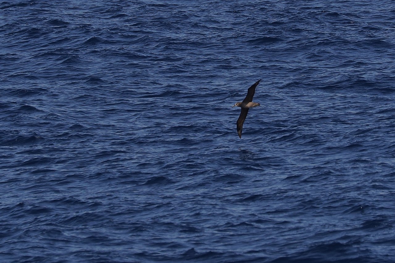 愉快な鳥撮記 海鳥