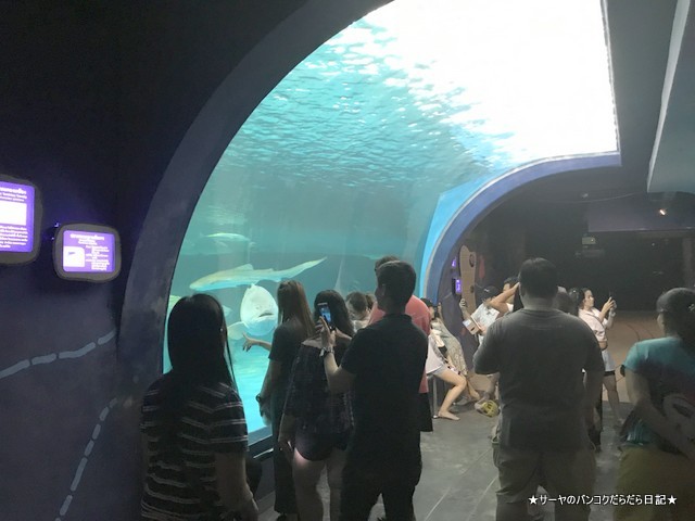 Aquarium The Institute of Marine Science Burapha University (22)