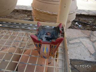 20120111 nizuwa fort 20