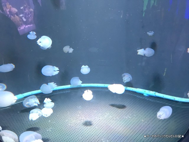 Aquarium The Institute of Marine Science Burapha University (10)