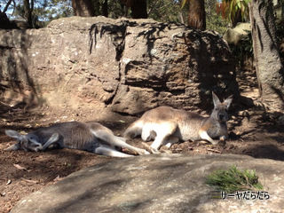 TARONGA ZOO 7