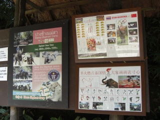 20081009 elephant camp 2