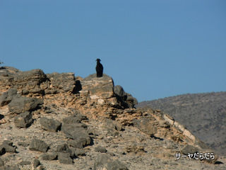 20120109 jabal 10