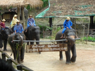 20081009 elephant camp 3