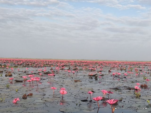 赤い蓮の池 Red Lotus Lake 絶景 2019 オススメ (11)