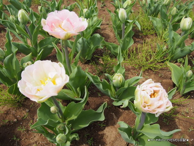 佐倉 チューリップ Sakura Tulip Festa
