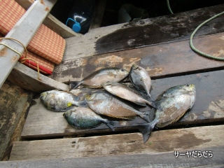 20120403 tour fish 7
