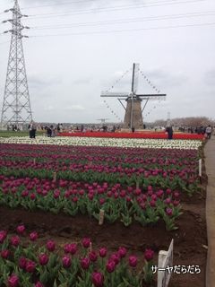 20120415 tulip 2