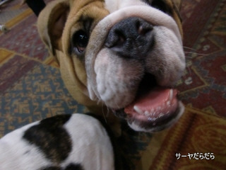20100726 pet expo 9