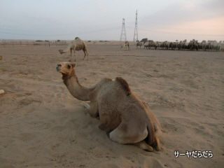 20111230 sabaku 7