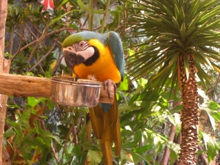 20091016 KING JUNGLE 12