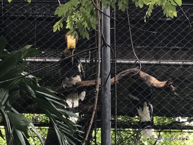 Dusit Zoo ドゥシット動物園 タイ カバ 最古 (14)