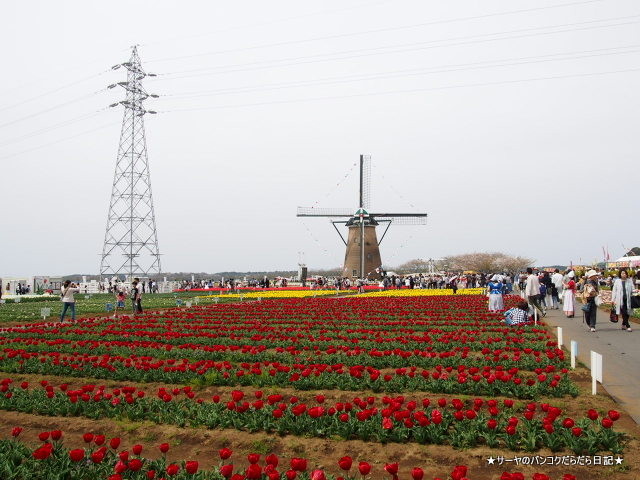 ҡ塼åסSakura Tulip Festa