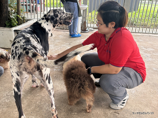 【ビッグ ドッグ カフェ BIG DOG CAFE】 at ラップラオ ~サモエドや秋田犬も!大型犬のモフモフに癒されてきた~