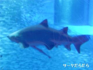 20100526 褳Ϥޡ1