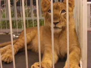 20091016 KING JUNGLE 5