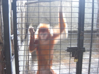 20090914 PATA ZOO 12