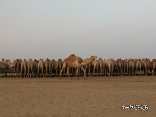 20111230 sabaku 6