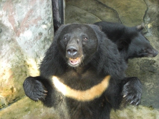 20090914 PATA ZOO 19