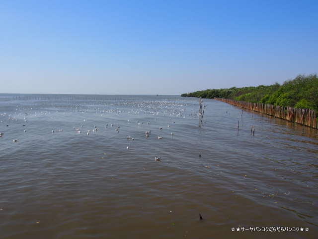 バンコク カモメ サムットプラカーン サーヤ 海