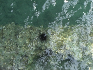 20090131 アントン諸島 4
