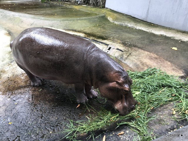 Dusit Zoo ドゥシット動物園 タイ カバ 最古 (10)
