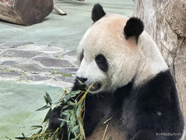 【台北市立動物園 Taipei Zoo】 ~大好き台北編!入場料100元!台湾で唯一パンダに会える動物園~