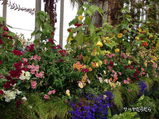 20121119 winter garden 4