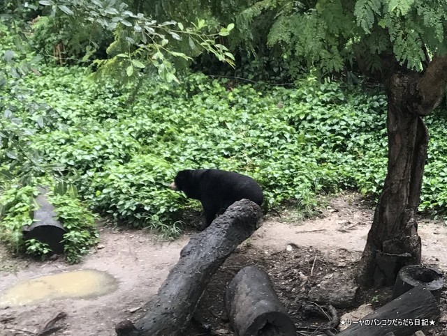 Dusit Zoo ドゥシット動物園 タイ カバ 最古 (5)