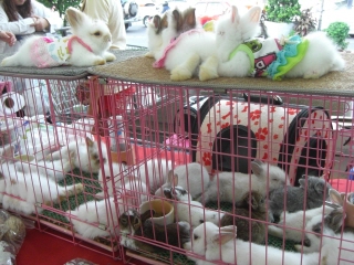 20090718 ウサギ 2