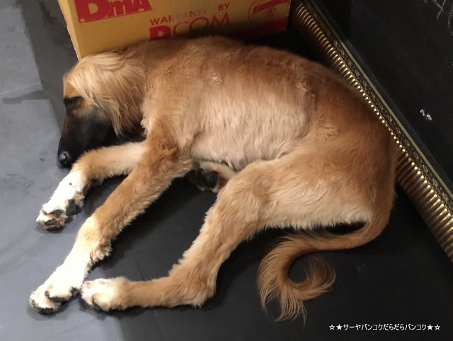 LOL 24 cafe - Lair Of Laziness dog cafe bangkok