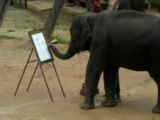 20081009 elephant camp 4