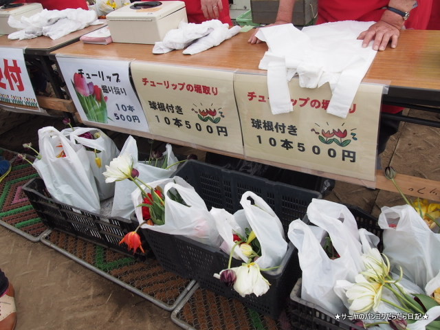 佐倉 チューリップ Sakura Tulip Festa