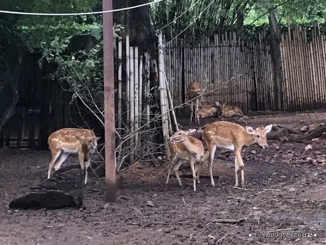 Dusit Zoo ドゥシット動物園 タイ カバ 最古 (36)