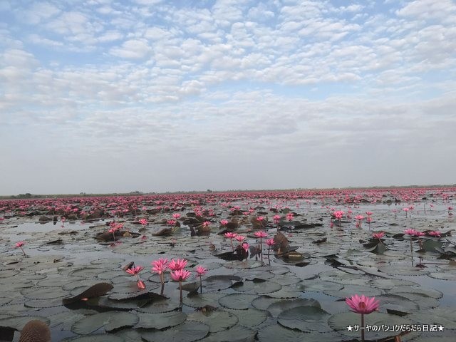 赤い蓮の池 Red Lotus Lake 絶景 2019 オススメ (14)
