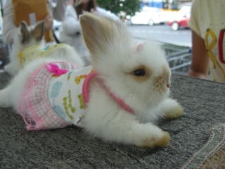 20090718 ウサギ 3