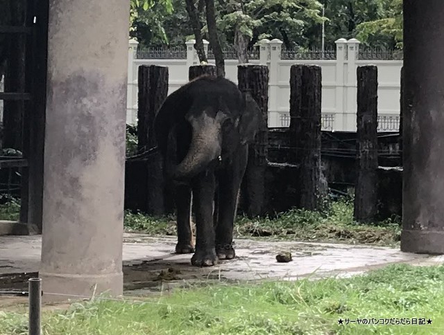 Dusit Zoo ドゥシット動物園 タイ カバ 最古 (23)